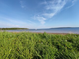 grass on the beach