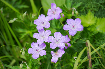 Obraz premium ハクサンフウロ