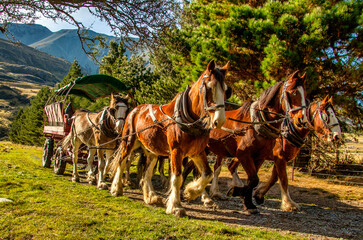 The Horse drawn carriages at Erewhon Clydesdale horse stud and working farm near the headwaters of...