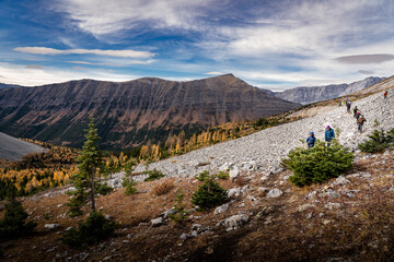 A group of tourists hiking in the Rocky Mountains with Larch Trees in fall colours