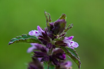 Foto macro flora de campo, pétalos rosas