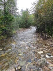 stream in the forest