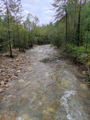river in the forest
