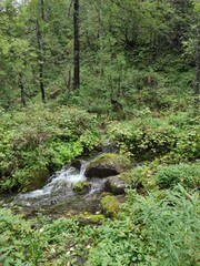 stream in the forest