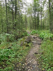 path in the woods