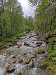 river in the forest