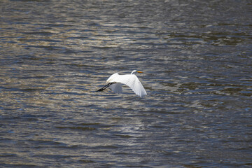 white heron fishing in the urban river