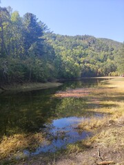 river in the forest