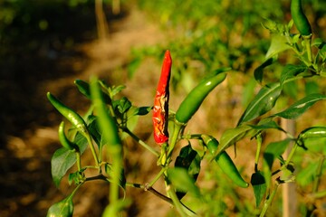 Fresh chilli is a fungus