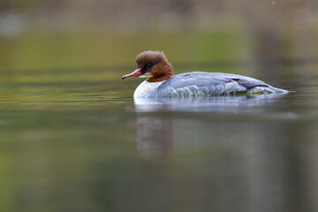 湖の鳥　カワアイサ