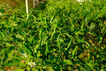 Fresh chilli is a fungus