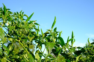 Fresh chilli is a fungus