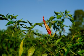 Fresh chilli is a fungus