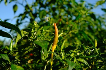 Fresh chilli is a fungus