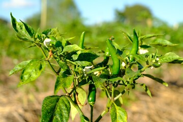 Fresh chilli is a fungus