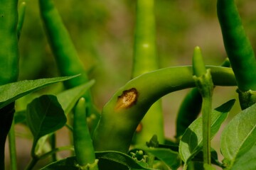 Fresh chilli is a fungus