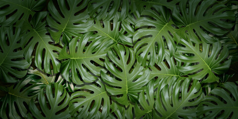 leaf background text frame natural background 3D illustration
