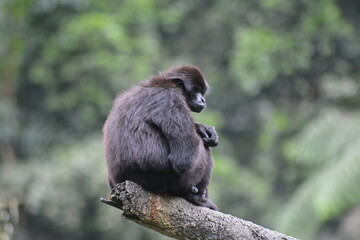 Kloss's gibbon, Hylobates klossii, also known as the Mentawai gibbon, the bilou or dwarf siamang, is an endangered primate in the gibbon family, Hylobatidae. 