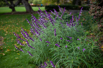 Obraz premium flowers in the garden