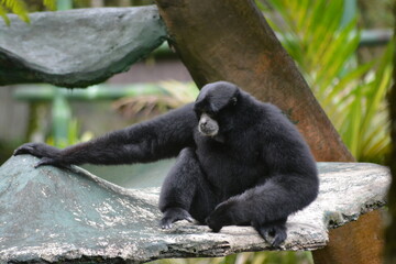 Kloss's gibbon, Hylobates klossii, also known as the Mentawai gibbon, the bilou or dwarf siamang,...