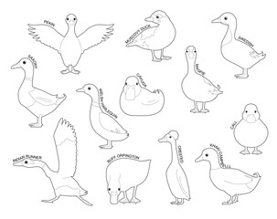 Domestic Duck Set Various Kind Identify Cartoon Vector Black and White