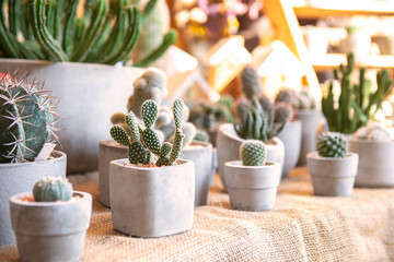 Collection of various cactus and succulent plants
