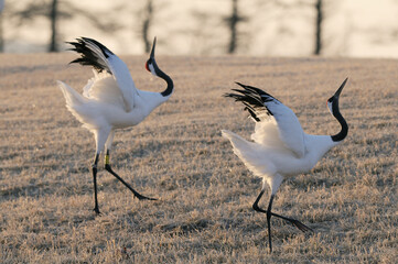同じ姿勢を取るタンチョウのつがい（北海道・鶴居村）
