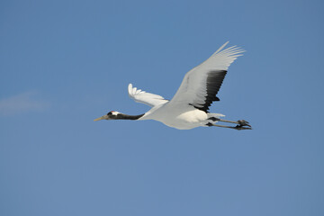 タンチョウの飛翔（北海道・鶴居村）
