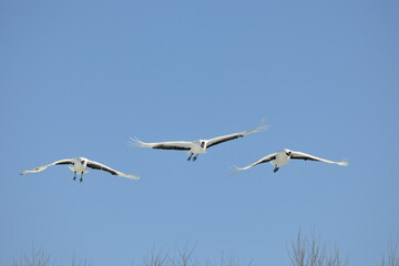 飛来するタンチョウ（北海道・鶴居村）
