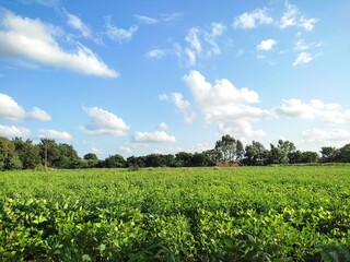 corn field and sky