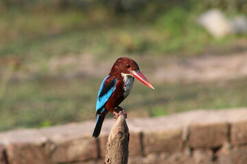 Beautiful birds, Eagle, natural photography 