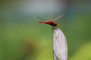 Beautiful birds, Eagle, natural photography 