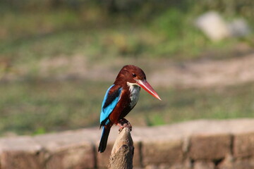 Beautiful birds, Eagle, natural photography 