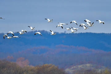 飛ぶハクガンの群れ