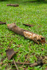 a broken tree trunk lying on the grass that is starting to grow mushrooms