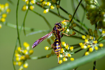 Wasp on the yellow flowers of a dill plant (anethum graveolens)