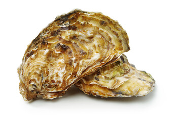 Fresh oyster on white background