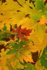 十勝平野の紅葉