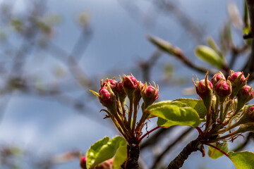 Knospen im Frühling