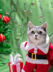 Funny grey cat of British breed looks up in a Santa Claus costume on a New Year's Background with present in red box and white ribbon: Merry Christmas