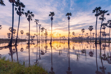 Sugar palm tree or Toddy palm field in beautiful sunrise at Sam Khok, Pathum Thani, Thailand
