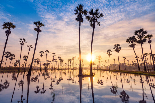 Sugar palm tree or Toddy palm field in beautiful sunrise at Sam Khok, Pathum Thani, Thailand