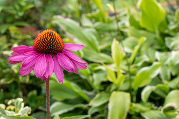 Pink and orange Coneflowers in a garden