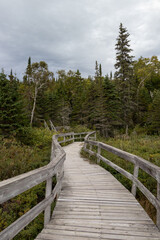 wooden boardwalk in the forest
