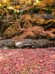 山口県 長門湯本,大寧寺 紅葉