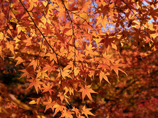 山口県 長門湯本,大寧寺 紅葉