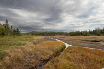 Obraz premium Wetlands surrounded by pine forest on a cloudy day