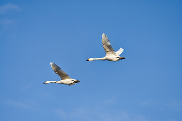 Fototapeta na wymiar 青空を飛ぶ白鳥