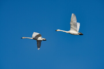 青空を飛んでいる二羽の白鳥