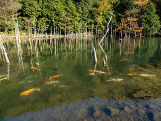 山口県 一の俣桜公園 水没林 枯れ木